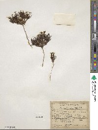 Houstonia rubra image