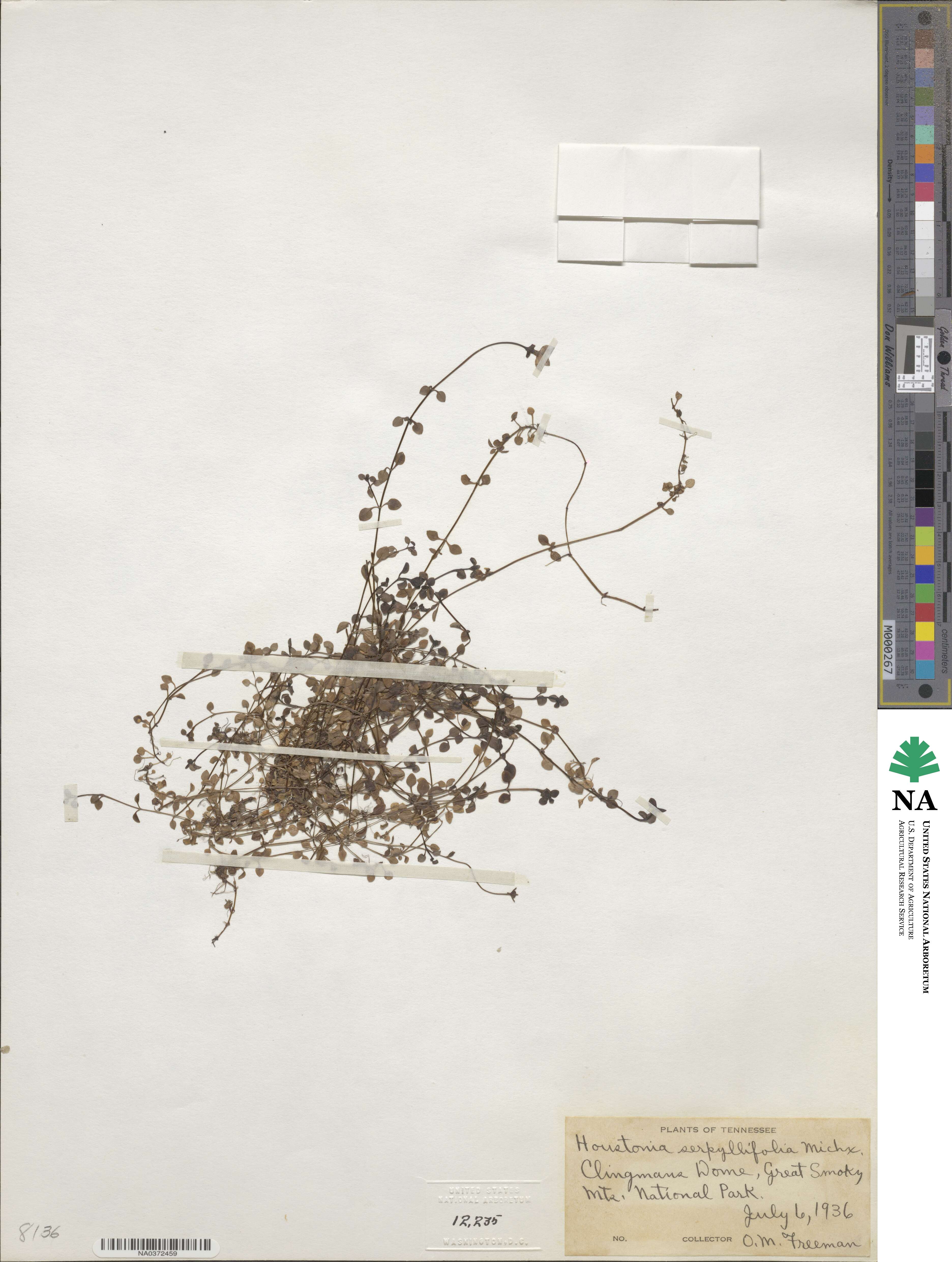 Houstonia serpyllifolia image