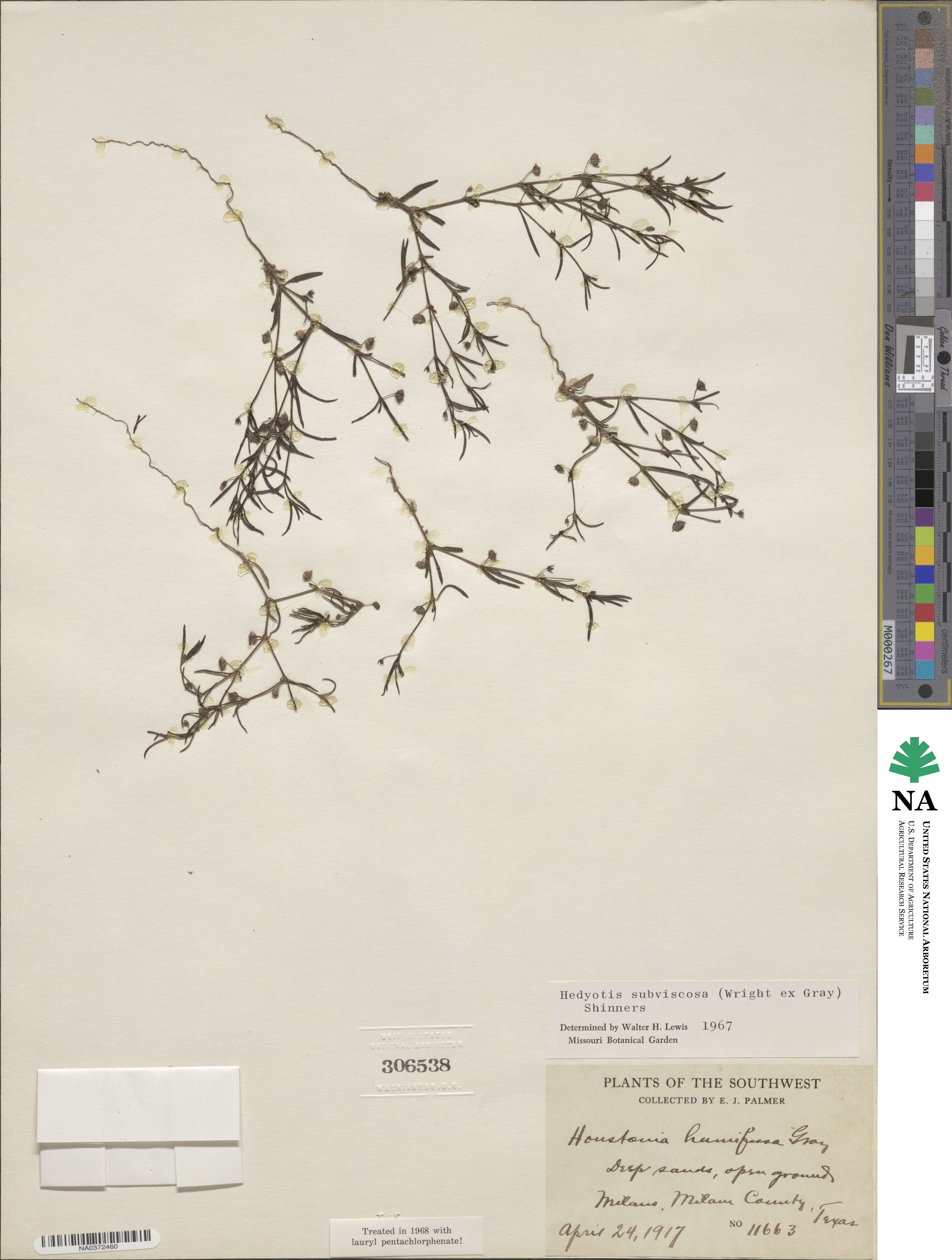 Houstonia subviscosa image
