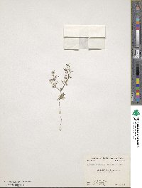 Houstonia subviscosa image