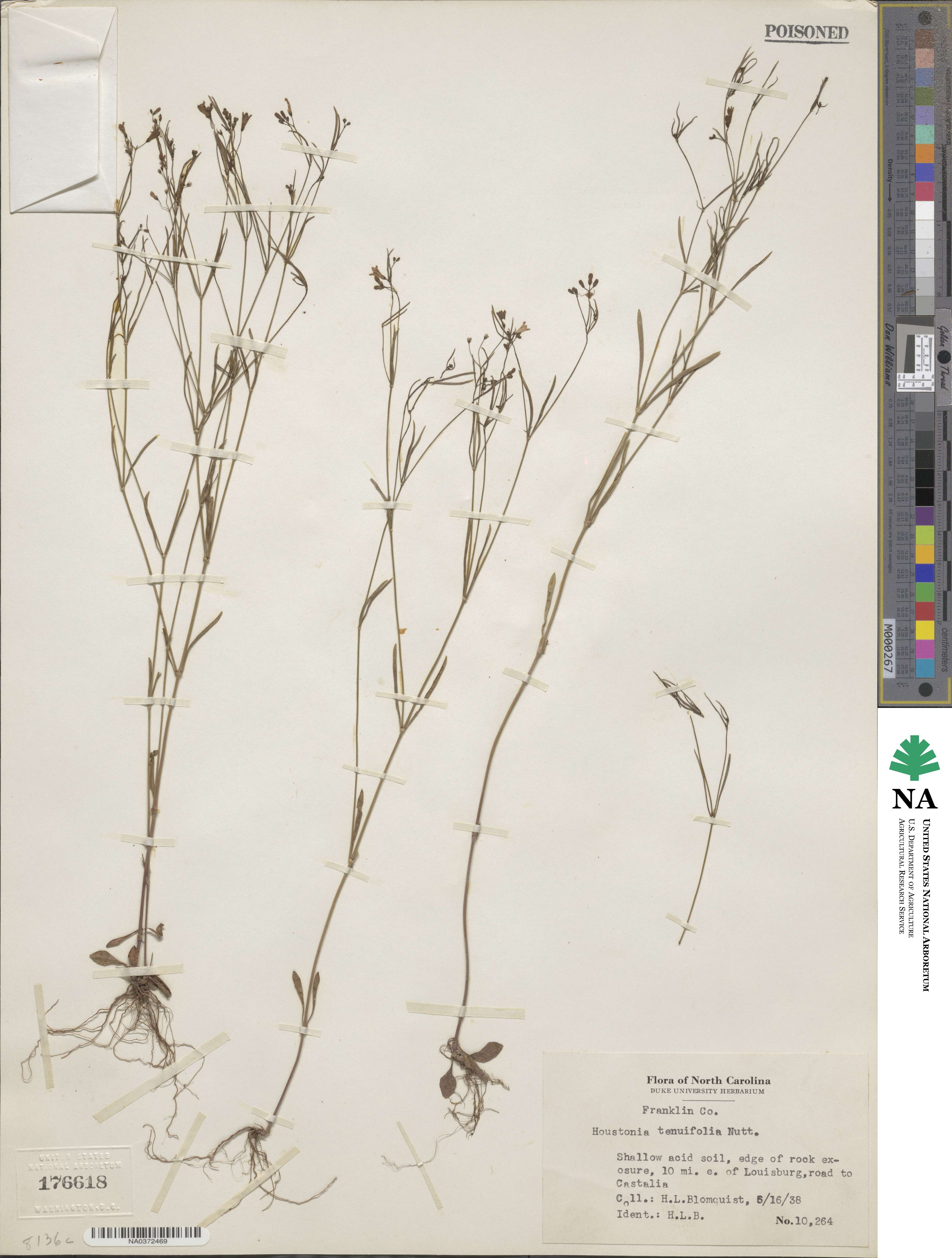 Houstonia longifolia image