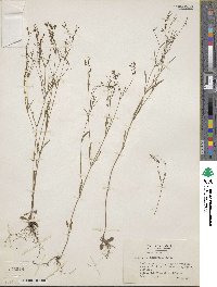 Houstonia longifolia image