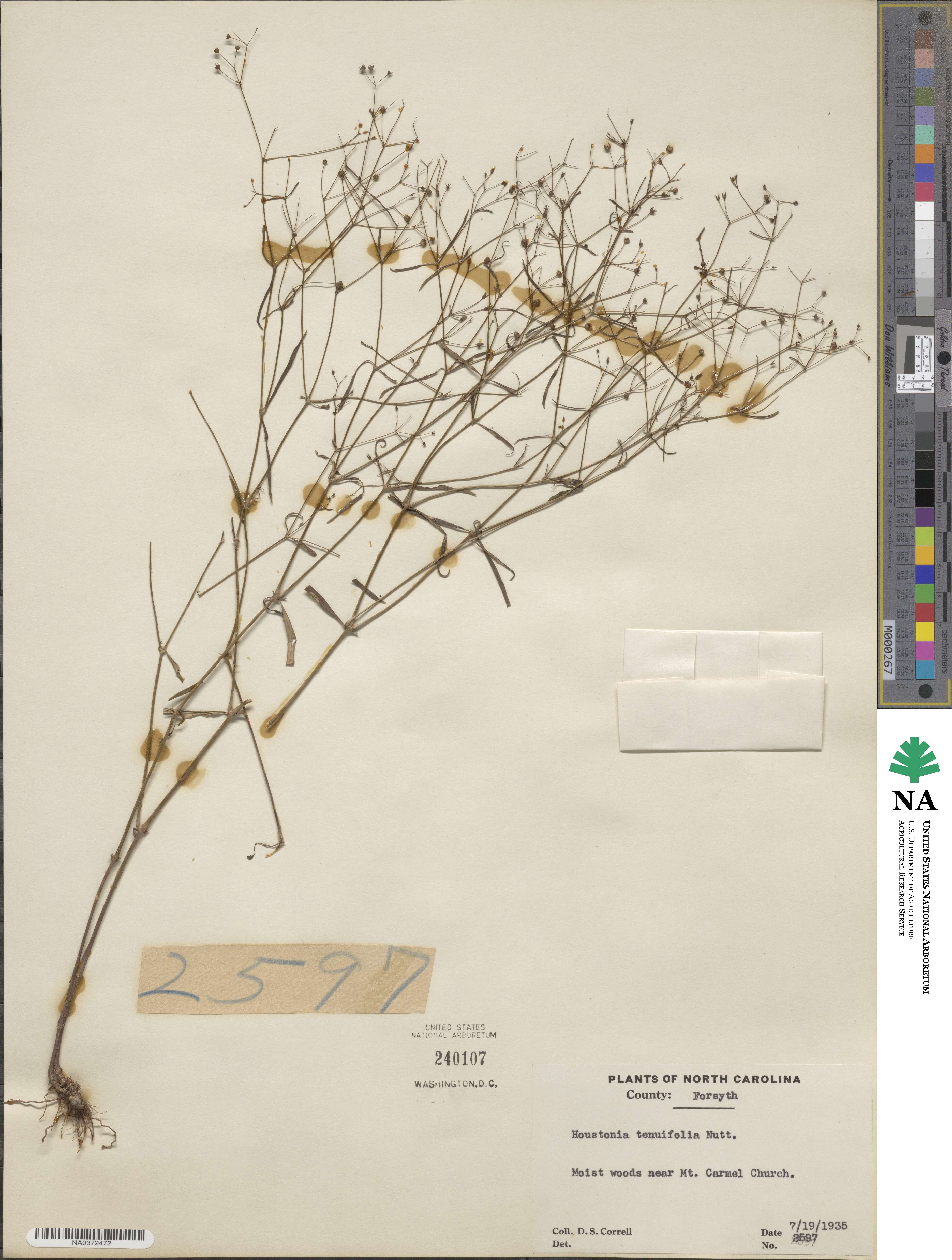 Houstonia longifolia image