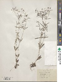 Houstonia longifolia image