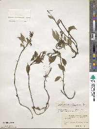 Ophiorrhiza japonica image