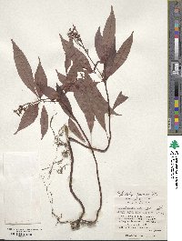 Ophiorrhiza japonica image