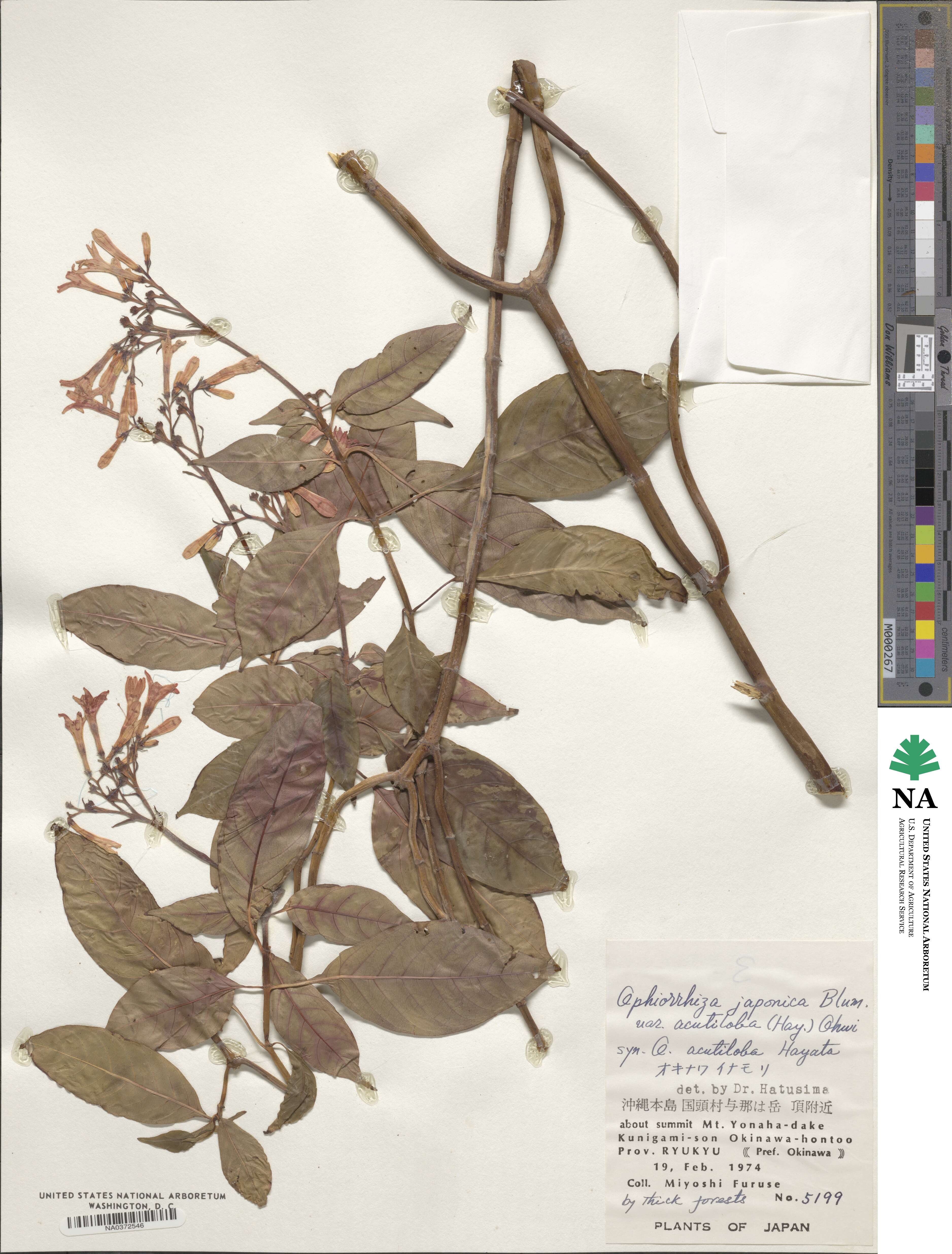 Ophiorrhiza japonica var. acutiloba image