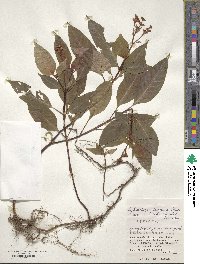 Ophiorrhiza japonica var. acutiloba image