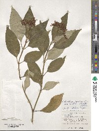 Ophiorrhiza japonica var. acutiloba image