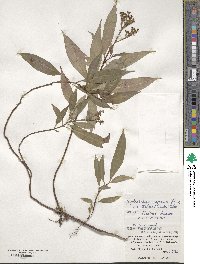 Ophiorrhiza japonica image