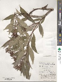 Ophiorrhiza japonica image