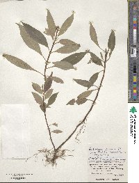 Ophiorrhiza japonica image