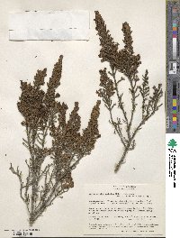 Arcytophyllum nitidum image