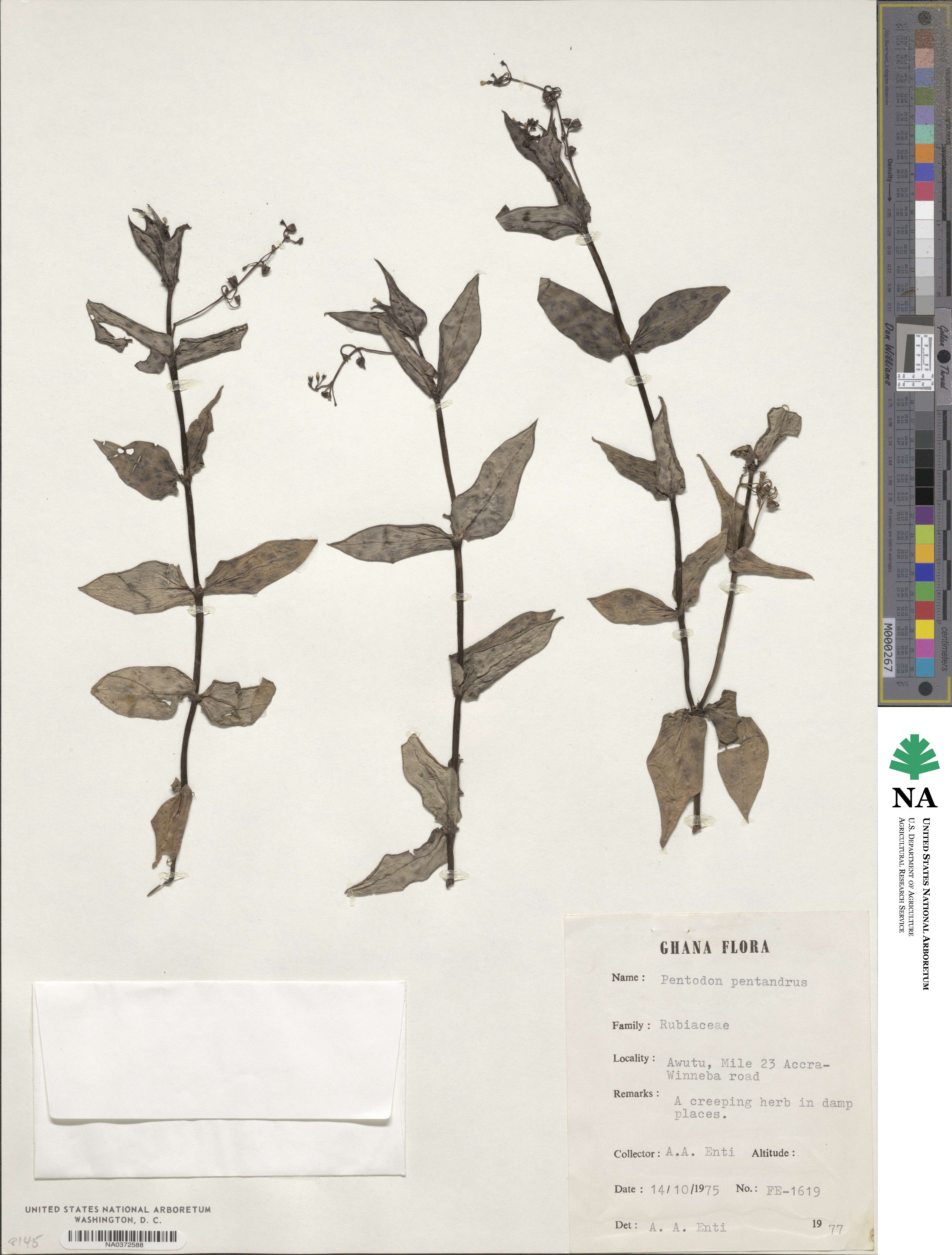 Pentodon pentandrus image