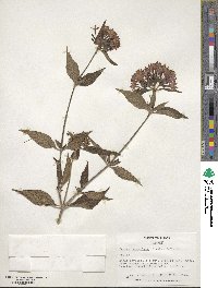 Image of Pentas lanceolata