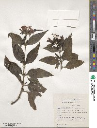 Pentas lanceolata image