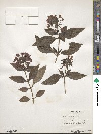 Pentas lanceolata image