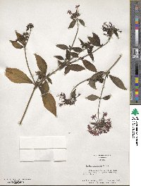 Pentas lanceolata image