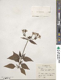 Pentas lanceolata image