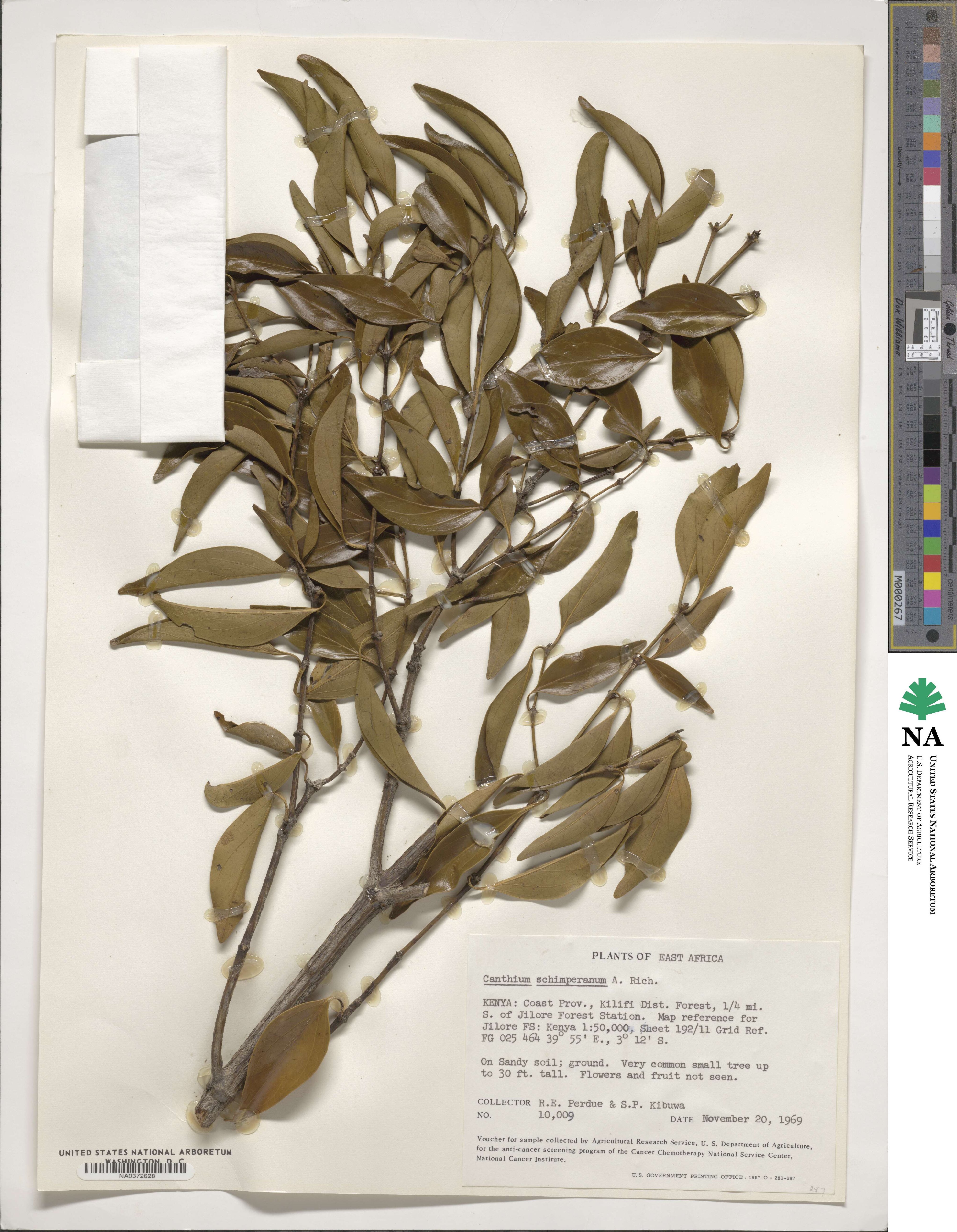 Psydrax schimperianus image