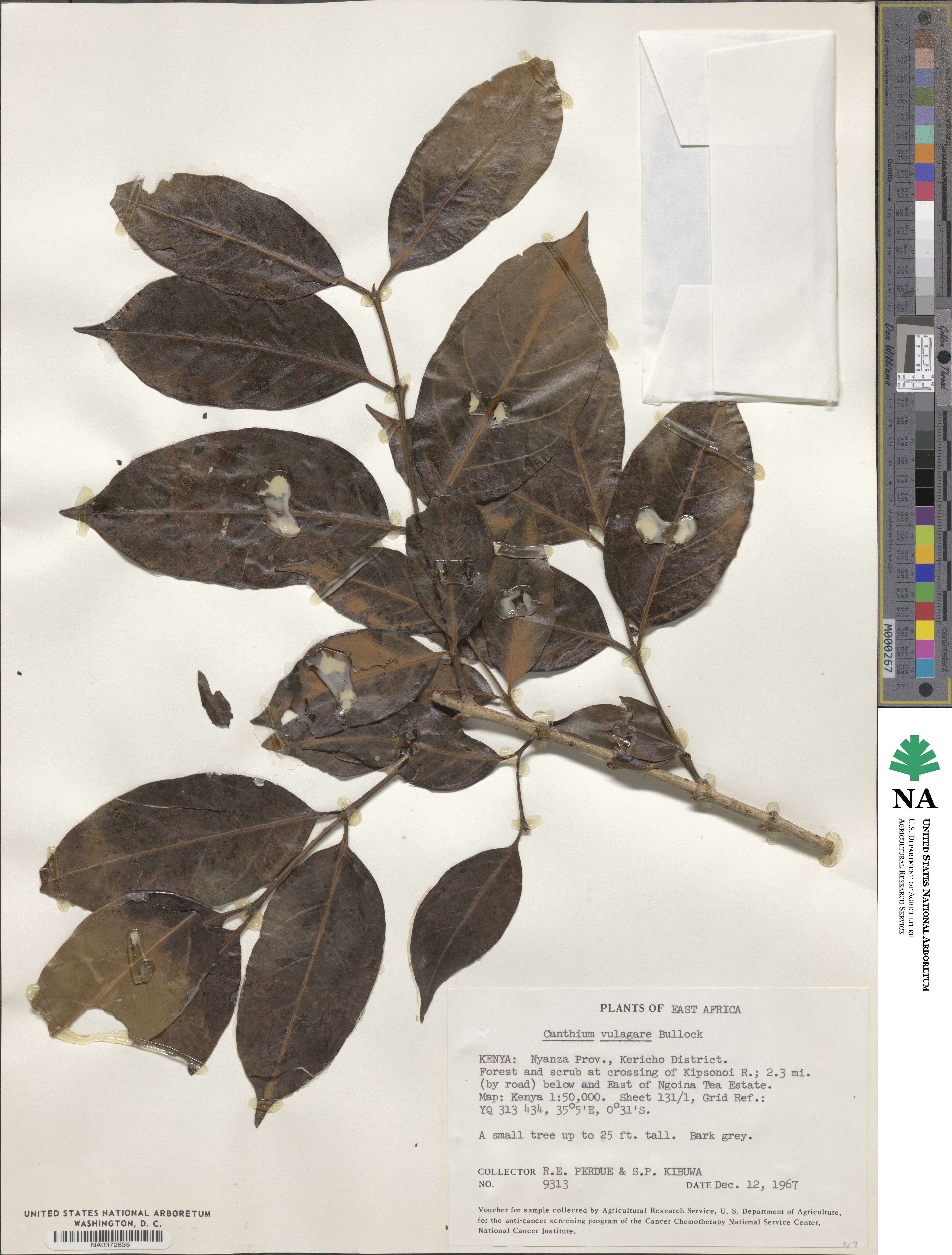 Psydrax parviflorus subsp. parviflorus image