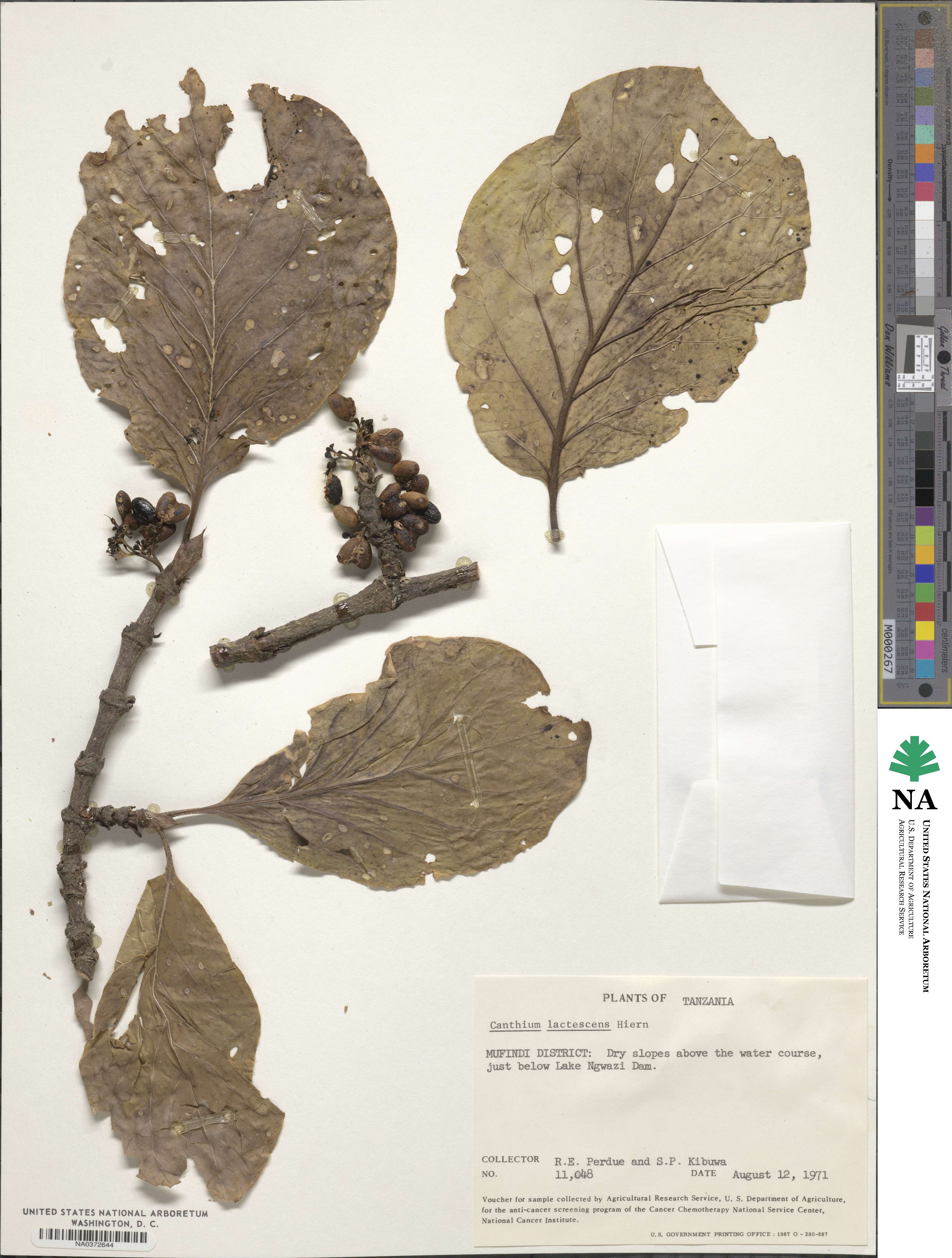 Afrocanthium lactescens image