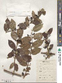 Image of Keetia multiflora