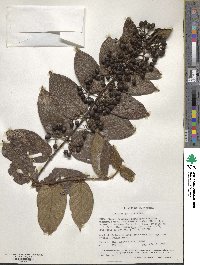 Keetia gueinzii image