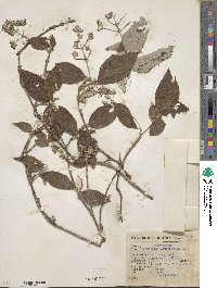 Arachnothryx leucophylla image