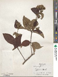 Rondeletia panamensis image