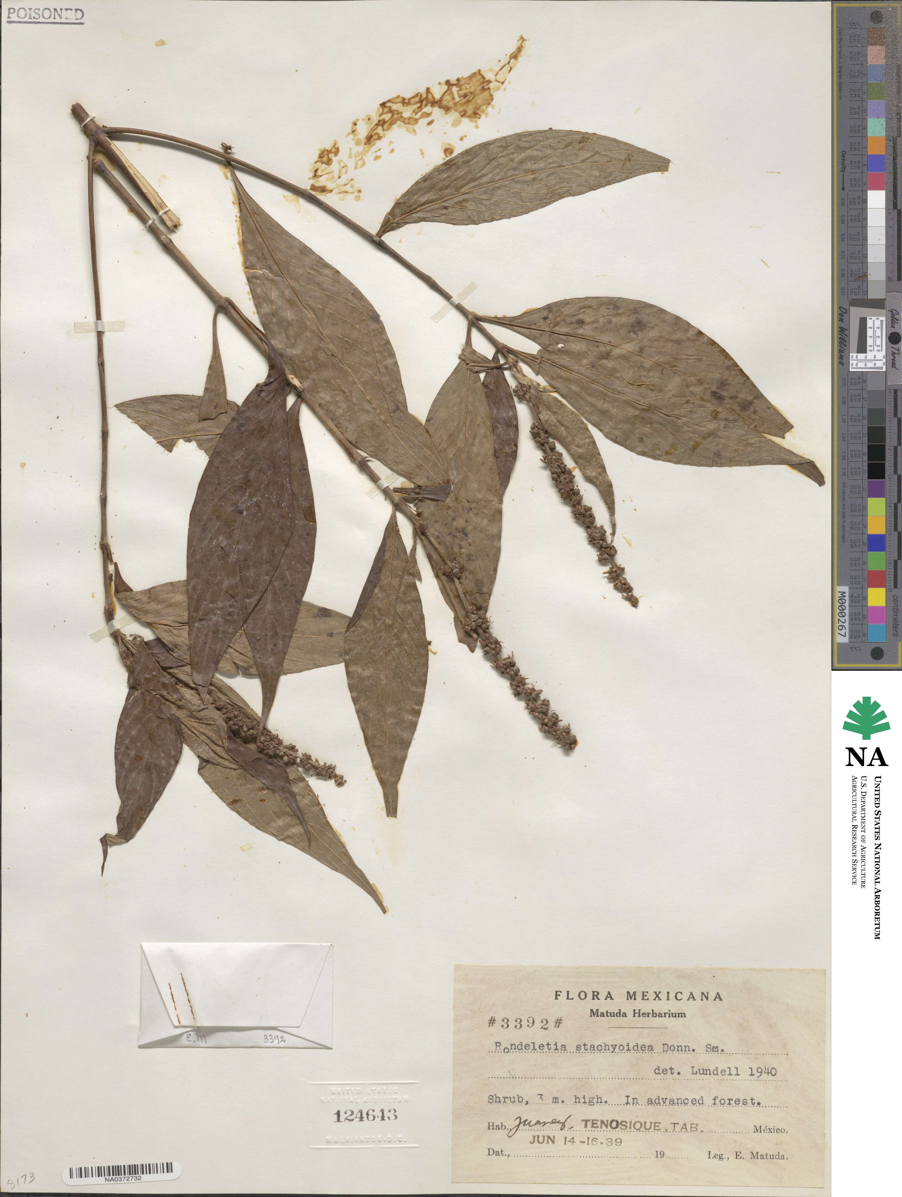 Arachnothryx stachyoidea image
