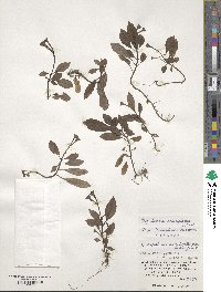 Argostemma solaniflorum image