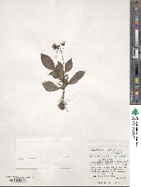 Argostemma solaniflorum image