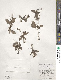 Argostemma solaniflorum image