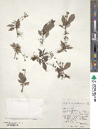 Argostemma solaniflorum image