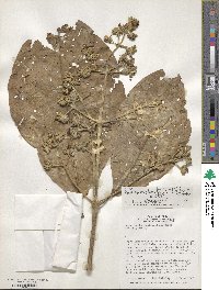 Image of Schizocalyx obovatus