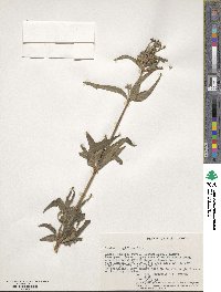 Dolichopentas longiflora image