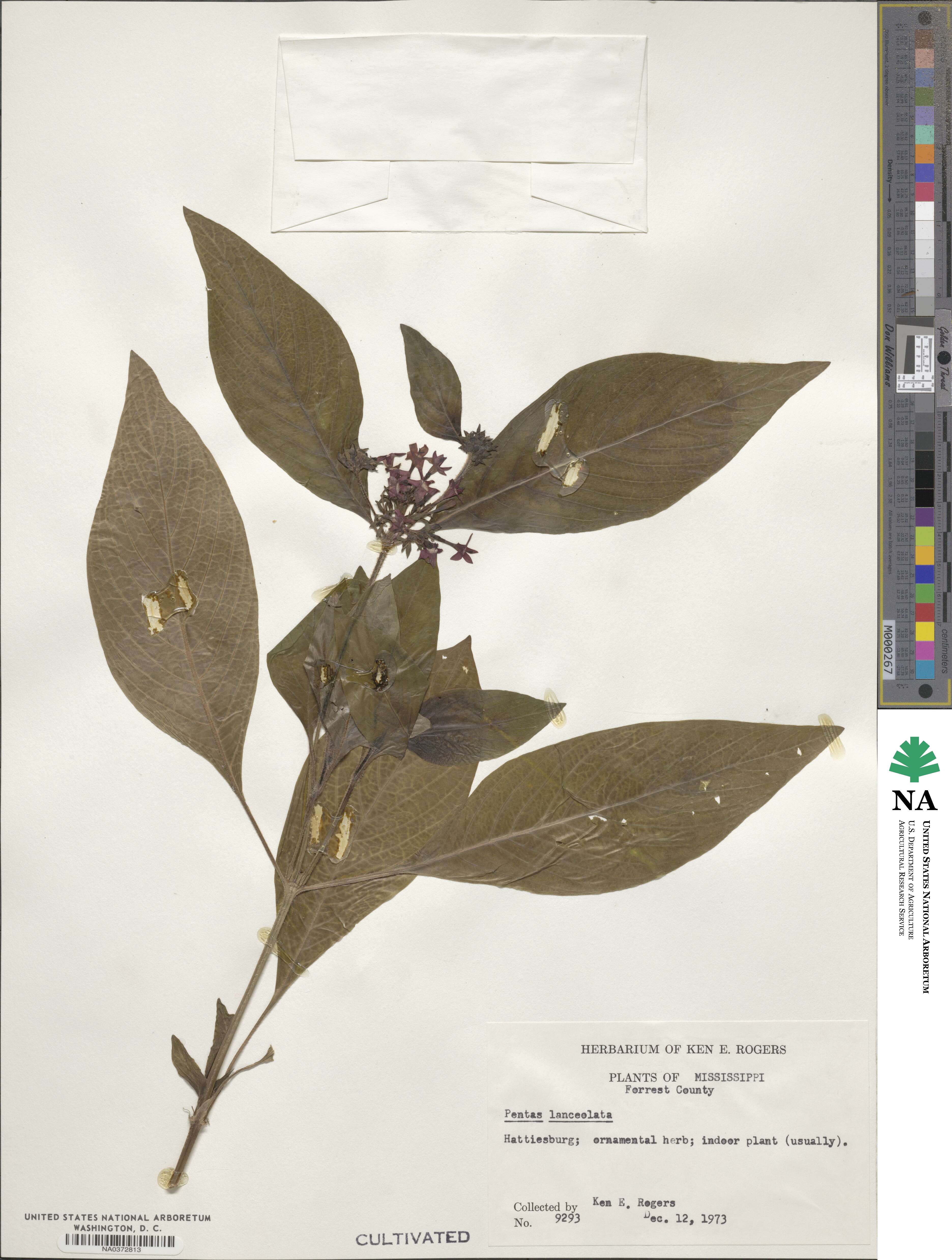 Pentas lanceolata image
