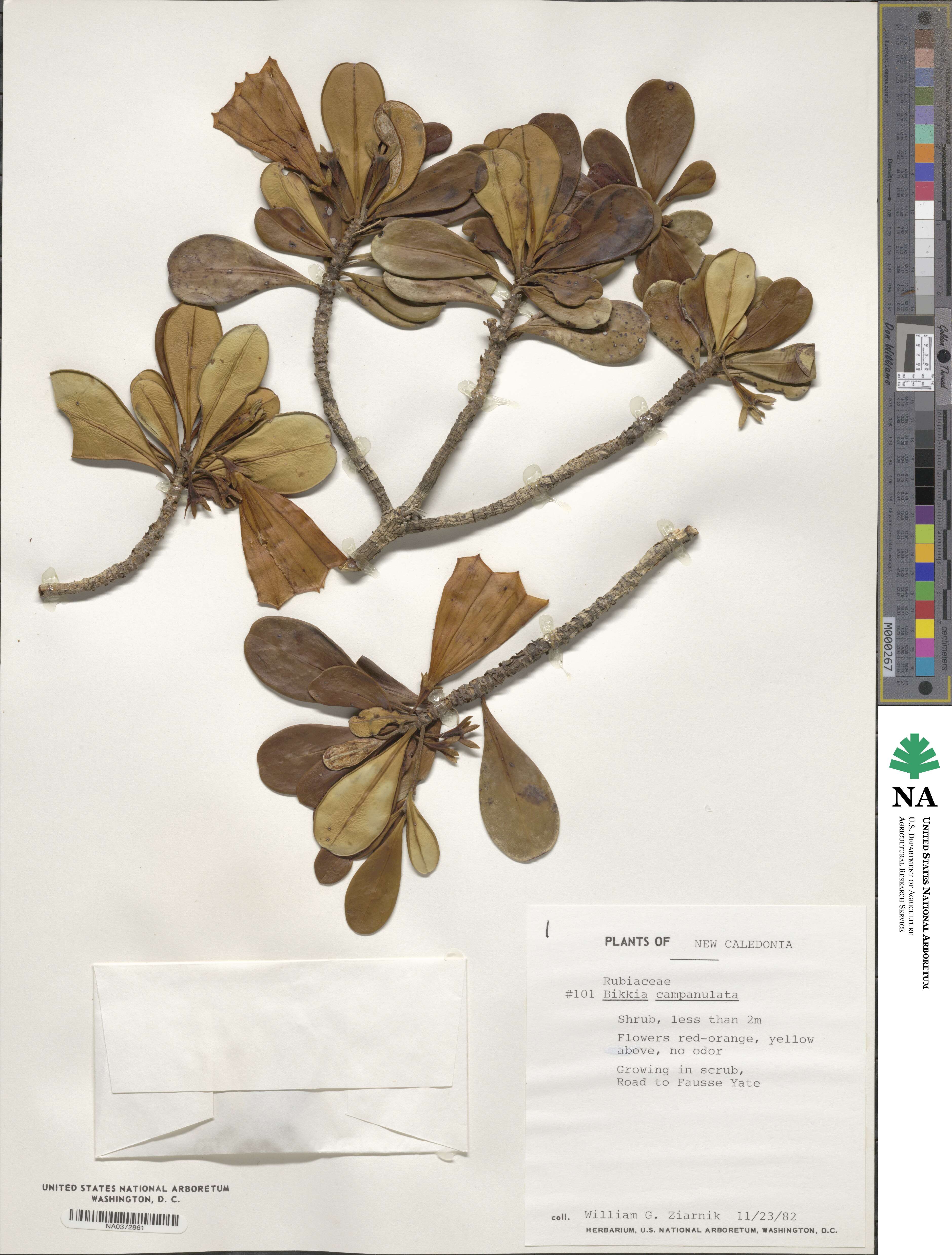 Thiollierea campanulata image