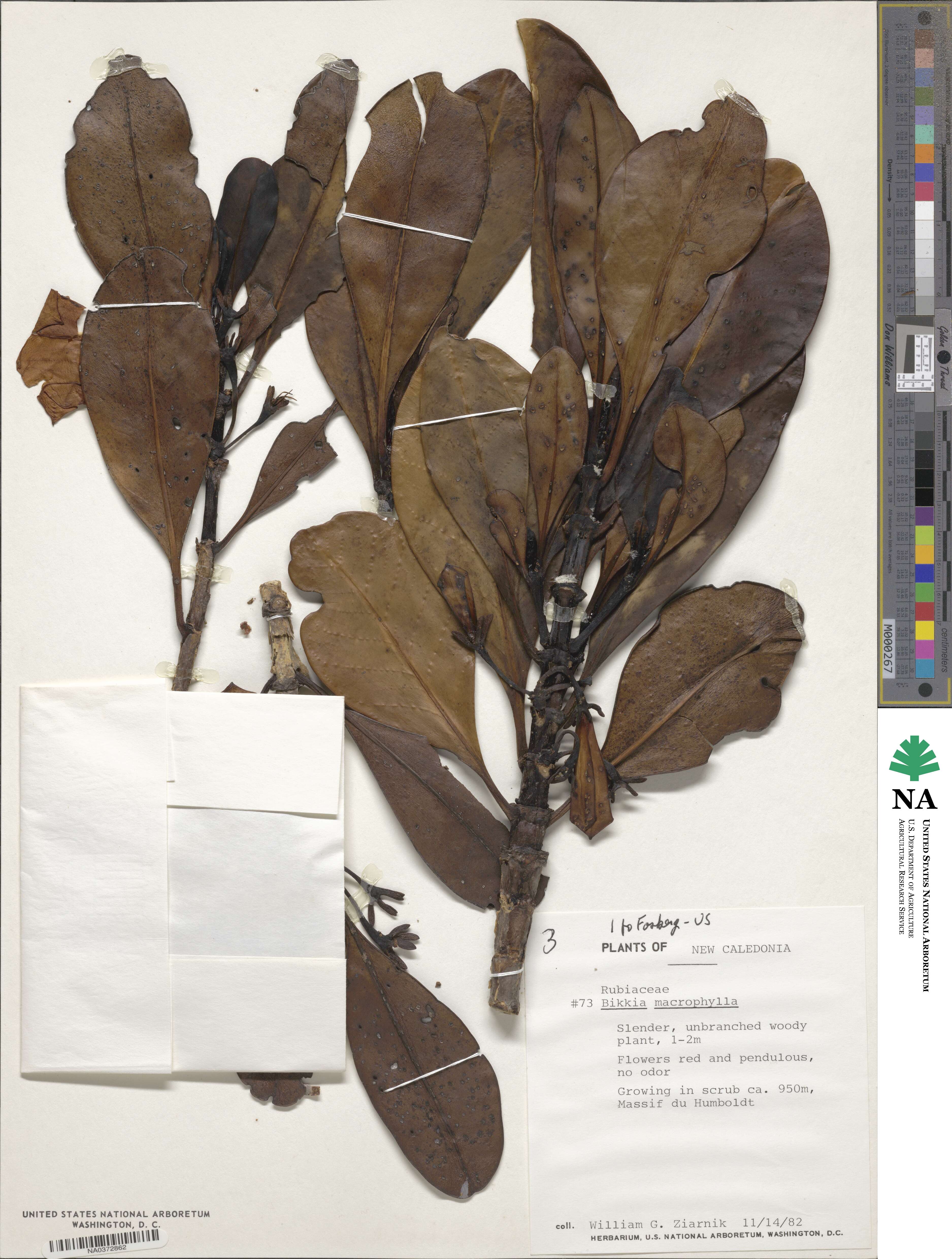 Thiollierea macrophylla image