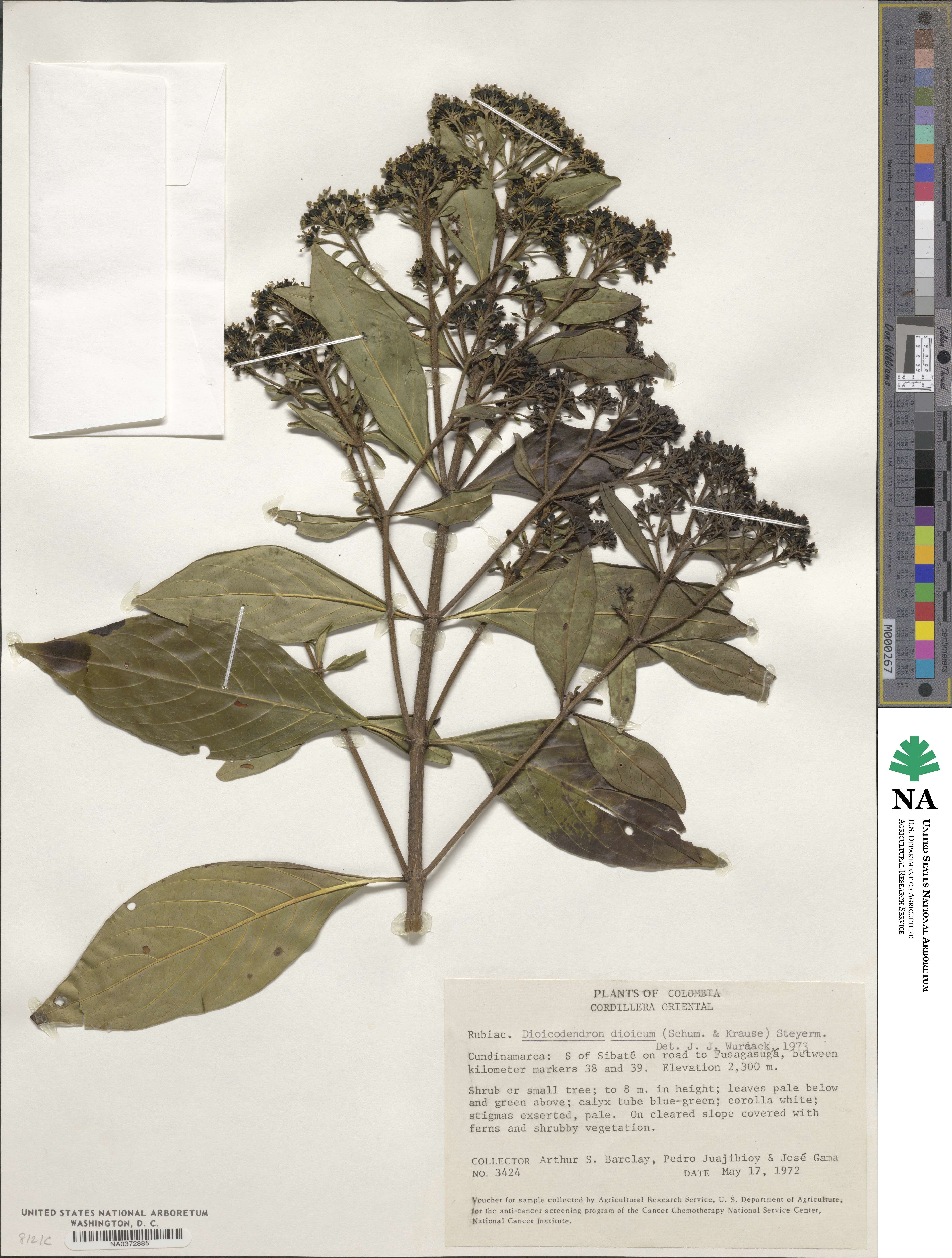 Dioicodendron image