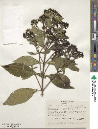 Image of Dioicodendron dioicum