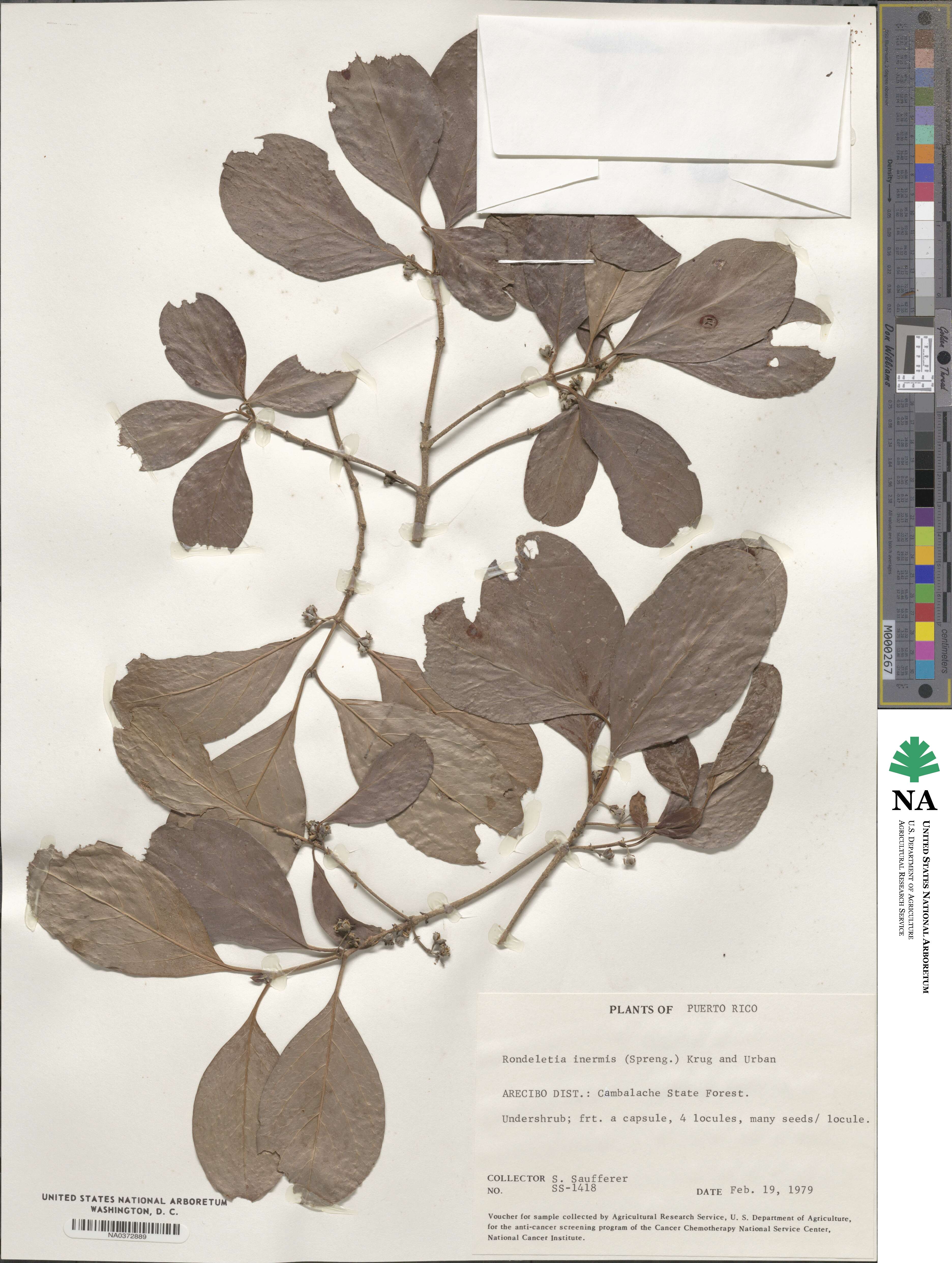 Rondeletia inermis image