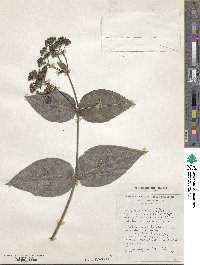 Rogiera cordata image