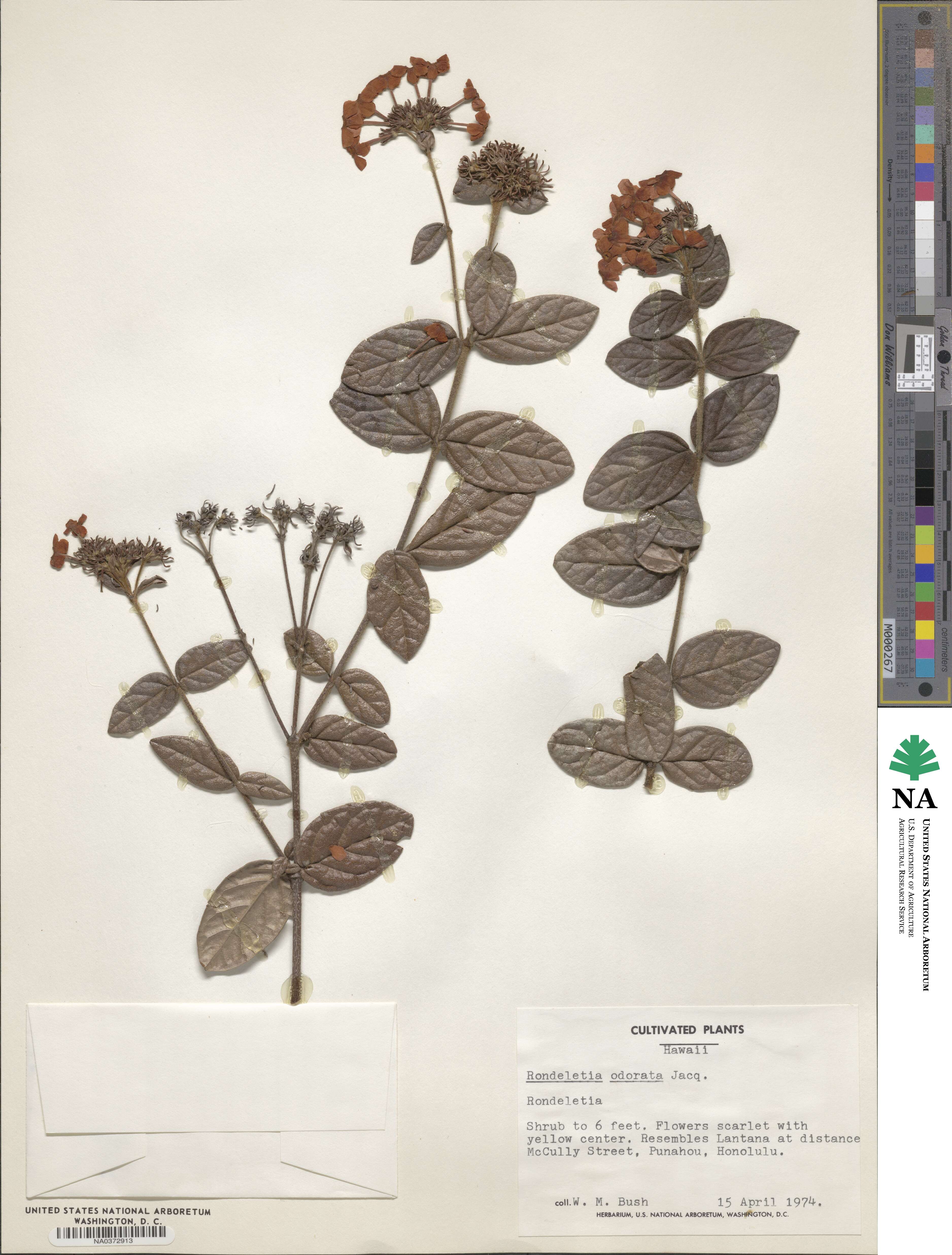 Rondeletia odorata image