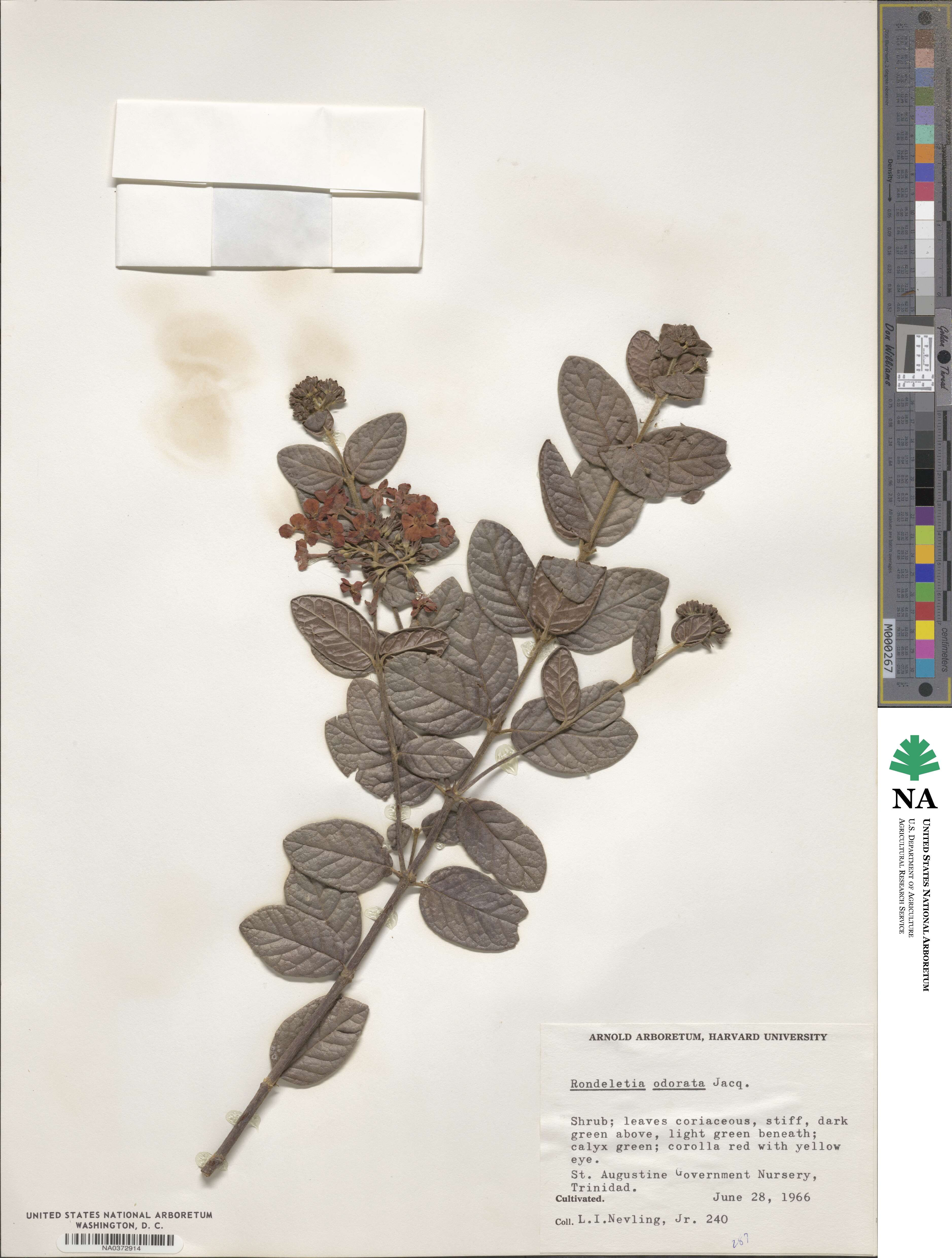 Rondeletia odorata image