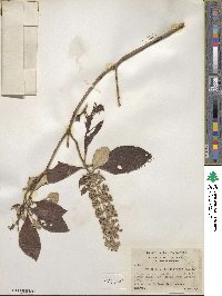 Arachnothryx buddleioides image