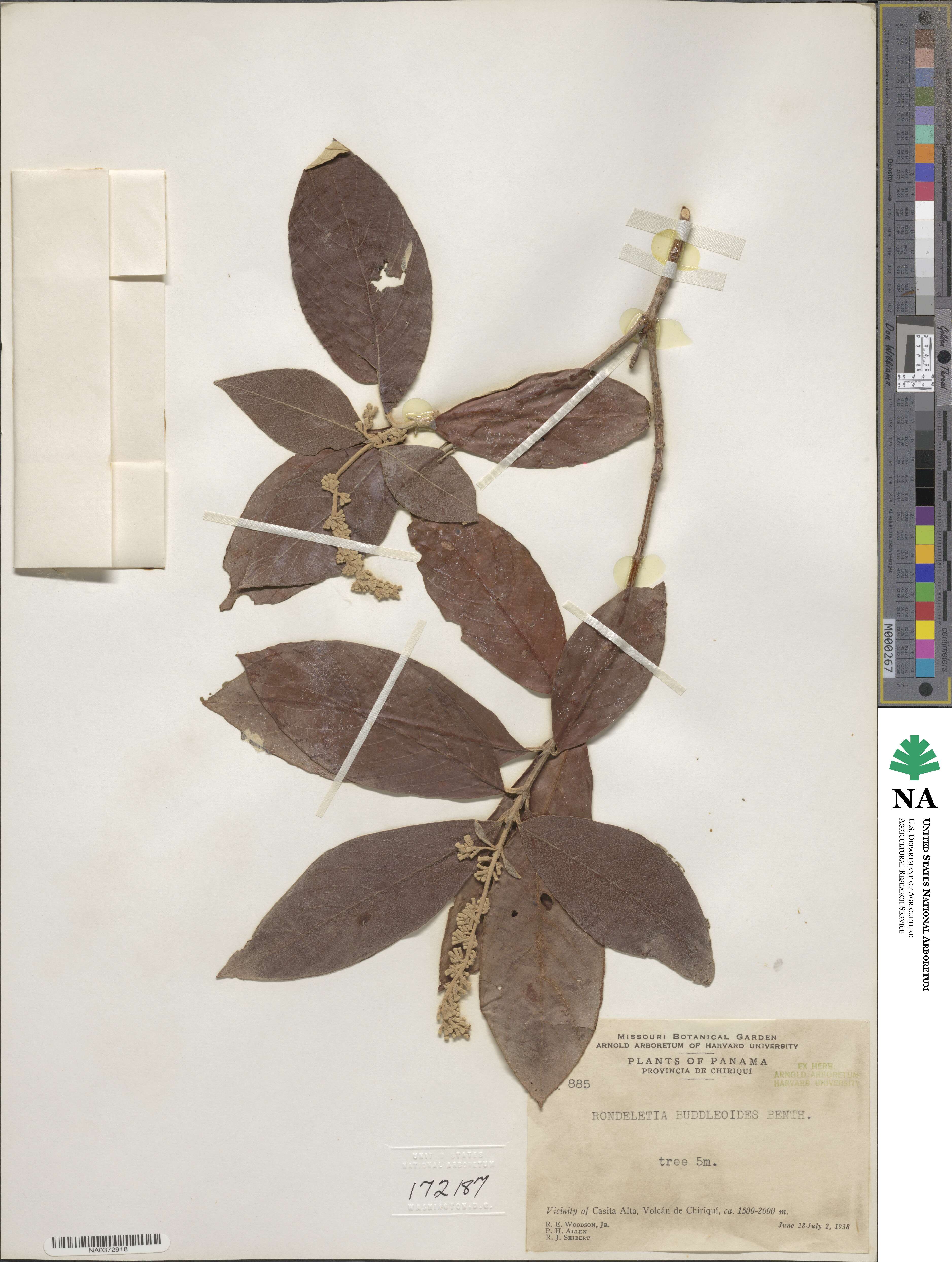 Arachnothryx buddleioides image