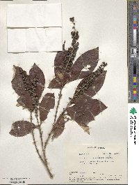 Arachnothryx buddleioides image