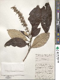 Arachnothryx buddleioides image